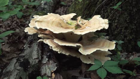 Berkeley's-polypore-mushroom-on-the-bottom-of-a-tree-in-a-forest,-tracking-shot
