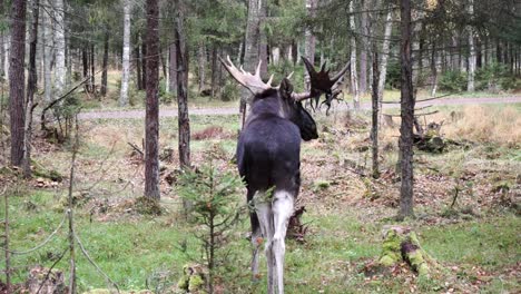 Wide-shot-of-a-moose-standing-in-the-woods-and-looking-back-in-slowmotion