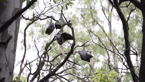 Grandes-Murciélagos-En-Un-Bosque-Australiano