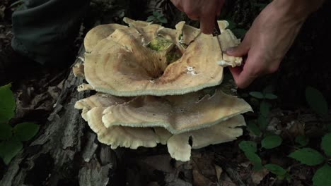 Foraging-a-Berkeley's-polypore-with-a-mushroom-knife-on-the-forest-floor