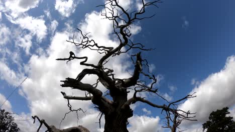 Ein-Zeitraffer-Von-Weißen-Wolken,-Die-Im-Spätsommer-In-Der-Englischen-Landschaft,-Worcestershire,-Großbritannien,-über-Toten-Bäumen-Wehen