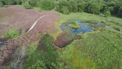 Luftaufnahme-Der-Blühenden-Lila-Heide-Mit-Teichen-Und-Wasser-Im-Nationalpark-De-Mainweg,-Niederlande---4k-drohnenaufnahmen