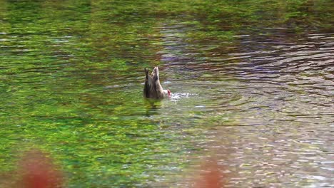 Slow-mo-steady-shot-of-a-duck-diving-in-water-to-search-for-food