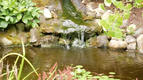 Peaceful-stream-waterfall-in-a-rock-and-stone-pond-of-water-with-a-couple-goldfish,green-moss,-lily-pads,-plants,-bushes,-and-grass-on-a-summer-morning