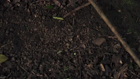 Overhead-Shot-of-Ants-Carrying-Leaves