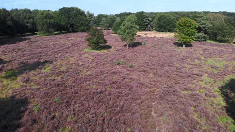 Aerial-of-blooming-purple-heather-in-Nationalpark-De-Meinweg,-Netherlands---4k-Drone-footage