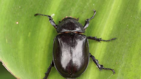 Top-down-view-female-rhinoceros-beetle-crawling-on-green-leaf,-macro