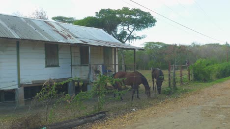 Horses-grazing-at-an-abandoned-building