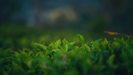 4K-UHD-Cinemagraph-of-green-tea-leaves-moving-in-a-tea-plantation-in-Sri-Lanka