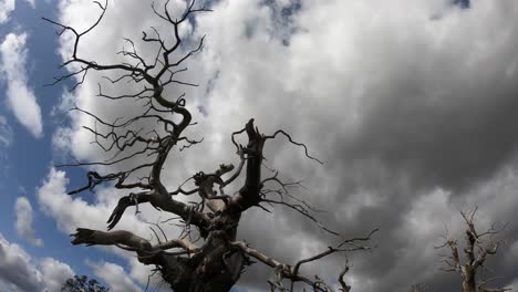Ein-Zeitraffer-Von-Weißen-Wolken,-Die-Im-Spätsommer-In-Der-Englischen-Landschaft,-Worcestershire,-Großbritannien,-über-Toten-Bäumen-Wehen