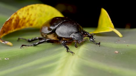 Front-view-female-Hercules-beetle,-rhinoceros-beetle,-crawling-on-leaf