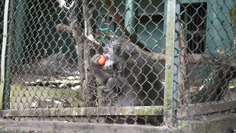 Monkey-eat-an-apple-at-the-zoo-in-Sri-Lanka