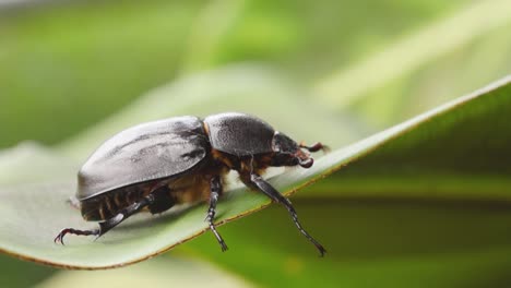 Female-rhinoceros-beetle-crawls-on-leaf,-falls-and-hangs-upside-down