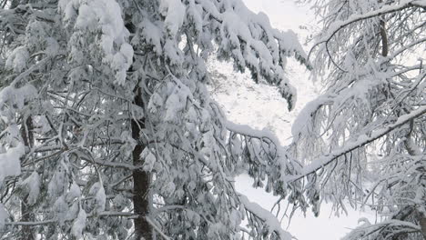 Schwere-Schneebedeckte-Bäume,-Europäische-Lärche,-Schwenken-In-Zeitlupe