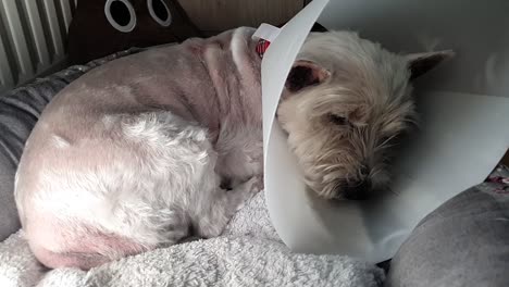 Shaved-dog-laying-in-the-basket-with-dog-cone-around-its-neck