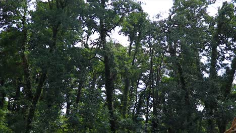 Tiro-De-Seguimiento-De-árboles-En-Un-Bosque-Con-Una-Espesa-Vegetación