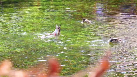 Patos-Nadando-En-Un-Agua-Cristalina-De-Un-Lago-Natural-Buceando-En-El-Agua-Para-Arrebatar-Comida