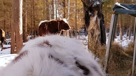Schöner-Majestätischer-Stier-In-Verschneiter-Winterlandschaft,-Der-Bei-Kalten-Temperaturen-Gras-Frisst