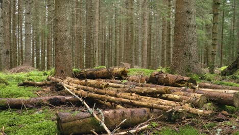 Logs-laying-on-the-ground-in-a-forest-4K