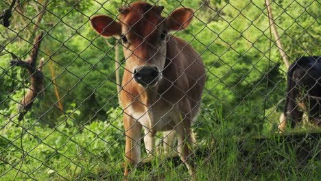 Brown-Cow-Eating-Grass-Behind-Chain-Link-Fence