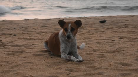 Perro-Sentado-En-La-Playa-Negombo-Sri-Lanka