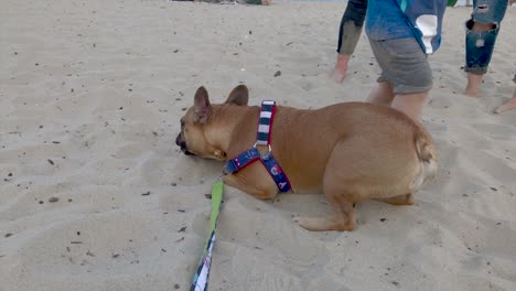 A-little-French-bulldog-is-playing-on-the-beach-with-a-little-boy