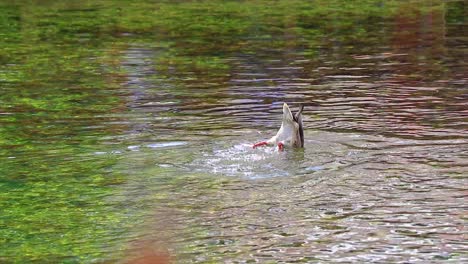 Duck-snorkeling-searching-for-food-in-a-crystal-clear-natural-lake-in-slow-motion