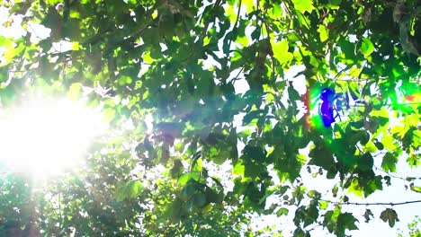 Sunlight-penetrating-the-leaves-and-creating-halos