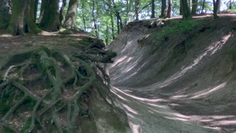 Discovering-the-roots-of-trees-in-the-green-forest