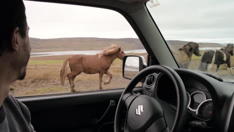 man-driving-next-to-wild-horses-in-iceland-slow-motion