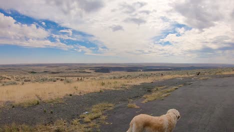 Pan-of-the-Okanogan-Highlands-of-north-central-Washington-State-with-a-labradoodle-dog-in-the-foreground