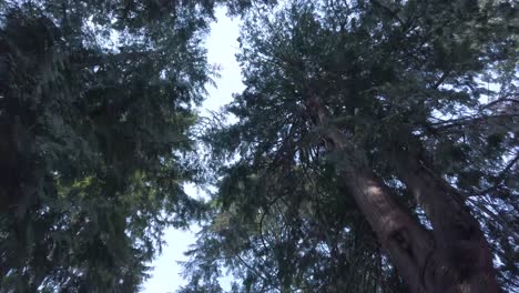 Vista-Del-Paisaje-Hasta-El-Cielo-Ver-Muchos-árboles-Mientras-Camina-En-El-Parque-Con-Un-Hermoso-Cielo-Azul-Claro-En-El-Día-De-Verano-En-Canadá