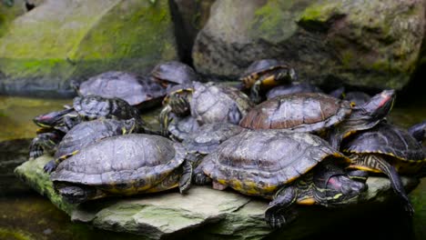 Group-of-trachemys-turtles-resting-on-a-rocky-coastline