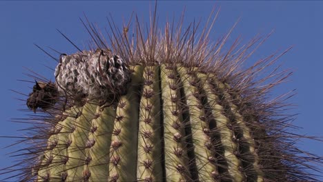 Close-up-of-a-cactus-against-blue-sky-in-Jujuy,-Argentina