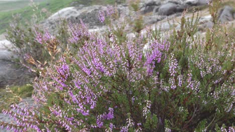 Heather-blowing-in-the-wind-on-a-mid-summer-day-near-Glendalough-Miner's-Village-in-the-Wicklow-Mountains