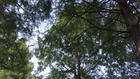 Landschaftsblick-Bis-Zum-Himmel-Sehen-Sie-Viele-Bäume-Beim-Spazierengehen-Im-Park-Mit-Schönem-Klaren-Blauen-Himmel-Am-Sommertag-In-Kanada