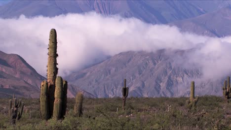 Tall-Cacti-in-a-valley-among-mountains-and-clouds-in-Jujuy,-Argentina