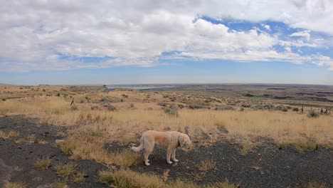 Pan-of-the-Okanogan-Highlands-of-north-central-Washington-State-with-a-labradoodle-dog-in-the-foreground