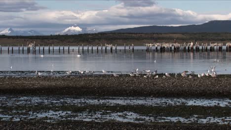 Birds-in-the-coastline-of-Puerto-Natales-with-snowy-mountains-in-the-background-in-Chile