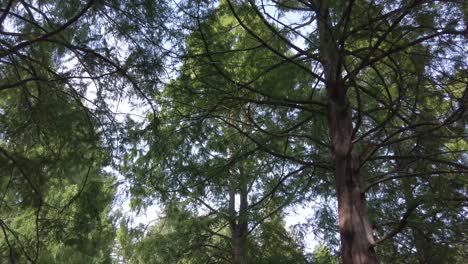 Vista-Del-Paisaje-Hasta-El-Cielo-Ver-Muchos-árboles-Mientras-Camina-En-El-Parque-Con-Un-Hermoso-Cielo-Azul-Claro-En-El-Día-De-Verano-En-Canadá