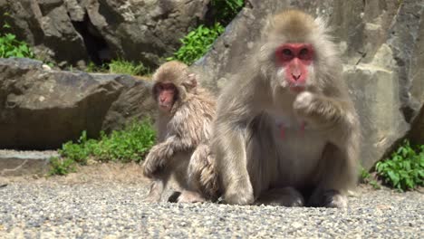 Japanese-snow-monkeys-family-in-the-mountains-of-Nagano,-eating-grains-in-the-may-sun
