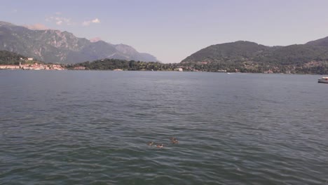 Enten-An-Einem-Sonnigen-Sommertag-In-Lago-Como