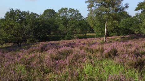 Slow-shot-of-purple-blossoming-heathland-in-National-Park-De-Meinweg,-Netherlands---4k60