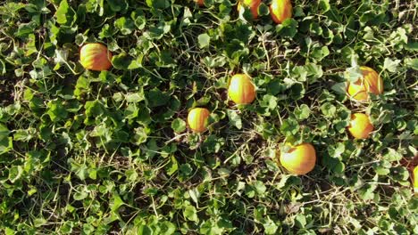 Top-down-close-up-aerial-drone-shot-of-ripe-orange-pumpkins-in-Amish-field-in-Lancaster-Pennsylvania