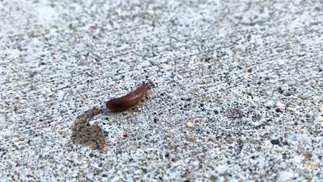 A-small-snail-is-crawling-across-a-concrete-driveway