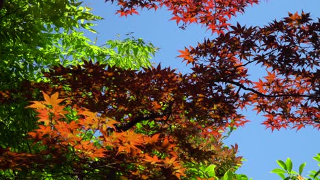 Hermosas-Hojas-De-Arce-De-Colores-En-El-Parque-Japonés-Kenroku-en-En-La-Ciudad-De-Kanazawa