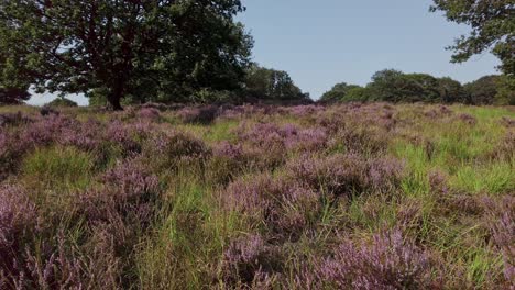 Slow-shot-and-walking-in-purple-blossoming-heathland,-National-Park-De-Meinweg,-Netherlands---4k60p