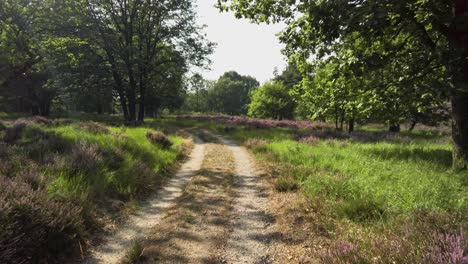 Cycling-through-blooming-heathland-in-national-park-De-Meinweg,-Netherlands,-4k60-footage