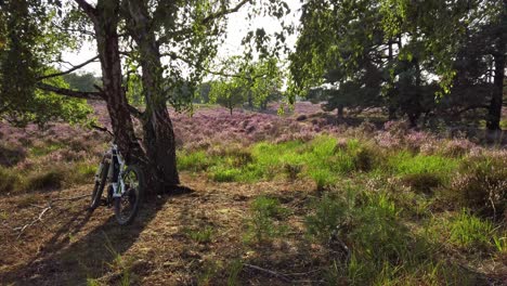 Tiro-Lento-Y-Caminar-En-Brezales-Florecientes-Púrpuras,-Parque-Nacional-De-Meinweg,-Países-Bajos---4k60p