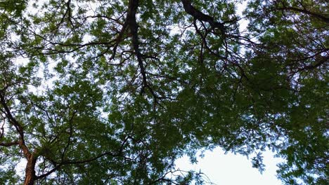 Ruhige-Und-Entspannende-Aussicht-Auf-Bäume-Und-Ihre-Blätter,-Die-An-Einem-Sommerabend-Sanft-Wehen